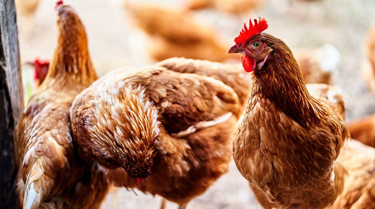 Impact of bird flu is a potential risk to UK economy and could cause impact  on Christmas food supply, Kingston University microbiology expert says -  News - Kingston University London
